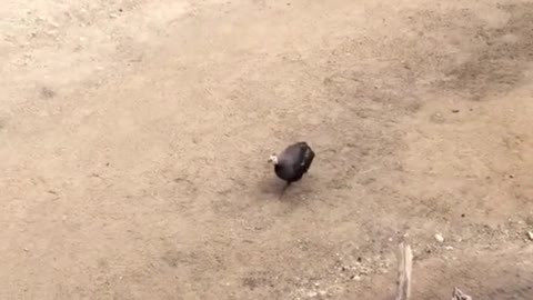 Did a chicken go by?