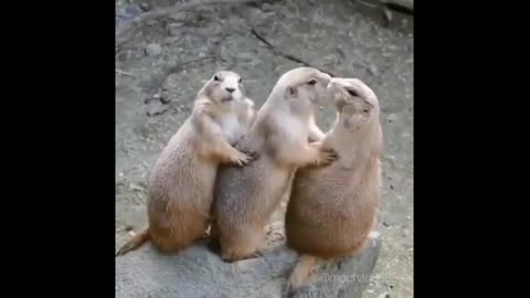 #Cat very funny video#😅🤣