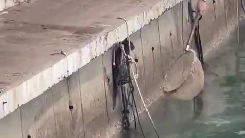 Thank you for not giving up on that frightened cat
