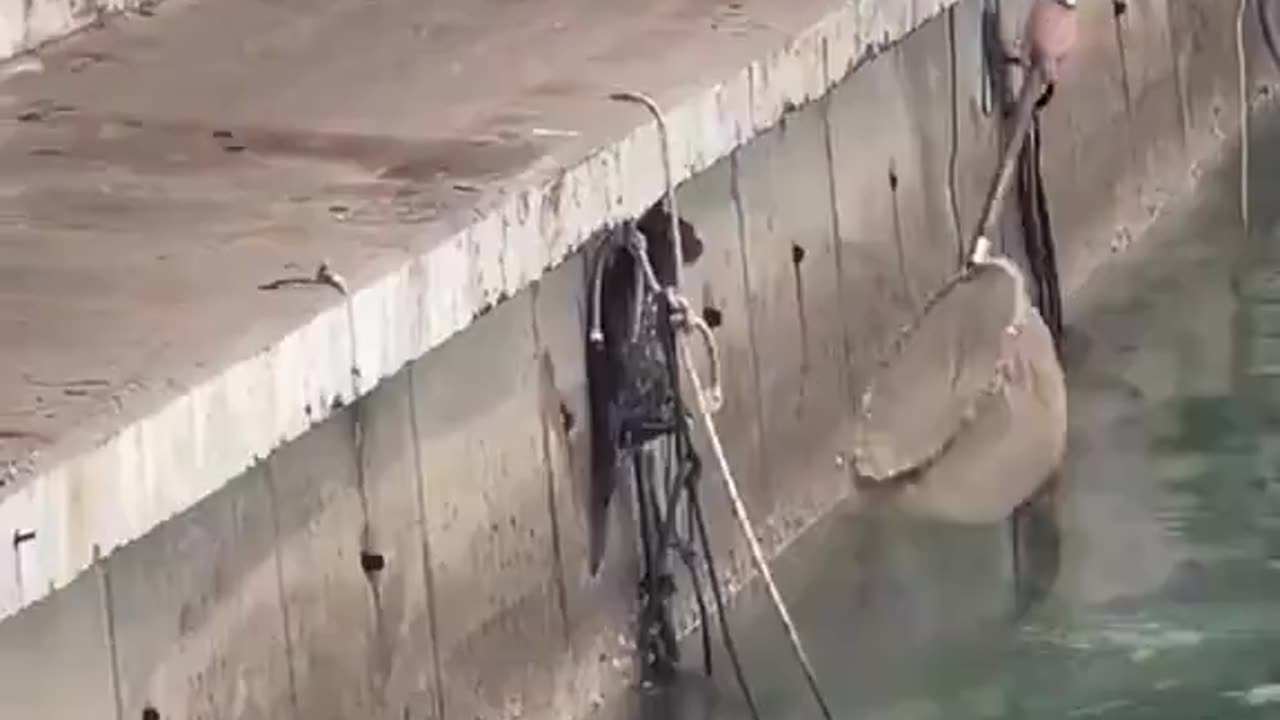 Thank you for not giving up on that frightened cat