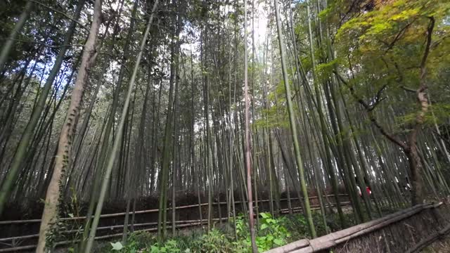 bamboo forest. JAPAN>OSAKA