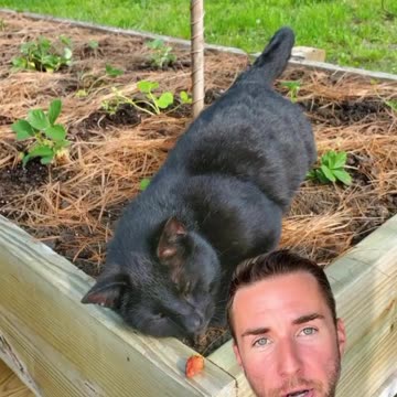 ElectroCulture and Animals