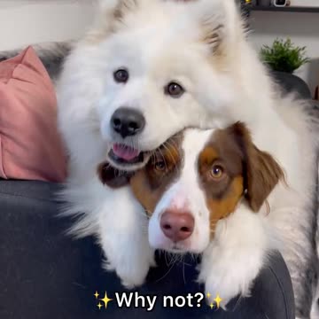 HUGS ALL DAY! These dogs love to hug plzz respect animal