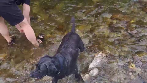 puppy swimming
