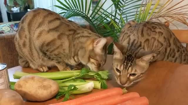 Bengal Cats Playing With Some Celery 😽🤔😁