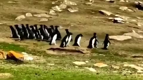 Viral_Video__Penguin_Gets_Mixed_With_Another_Group Friend_Goes_To_Take_It_Back
