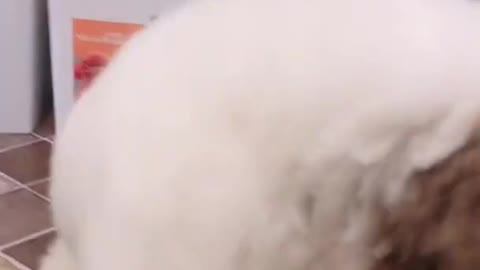 POODLE DOG GIGANTIC CUTEHARRISH ►► #12
