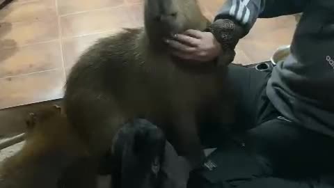 Capybara Comes in for Cuddles