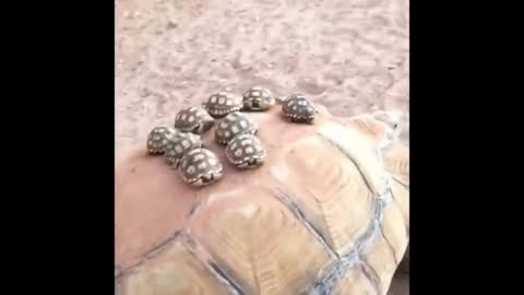 momento fofo dos animais - Animais mais bonitos