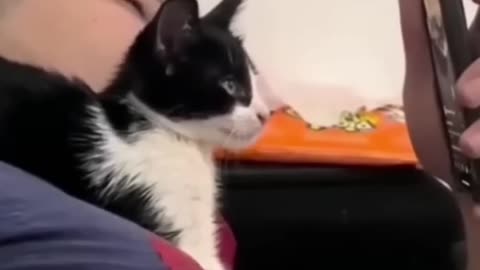 Purr-fectly Funny