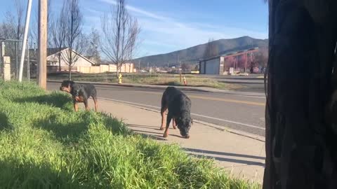Shepherd encounters 2 unleashed Rottweilers