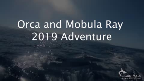 Mobula Rays and Orcas — 2019 Expedition Video