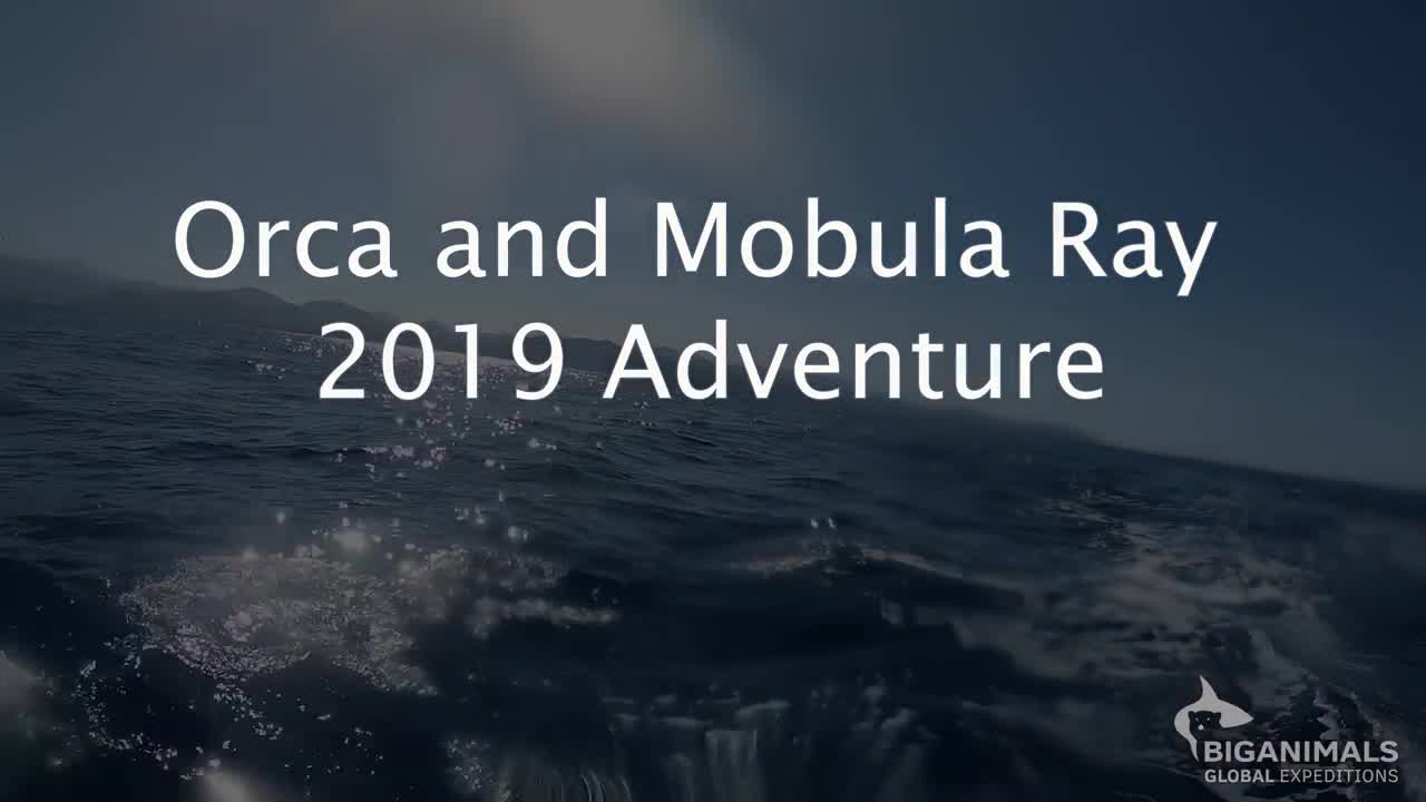 Mobula Rays and Orcas — 2019 Expedition Video