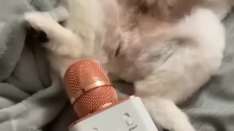 Cutest cats