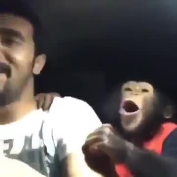 Hear what the monkey says to a friend who won't stop laughing, hahaha