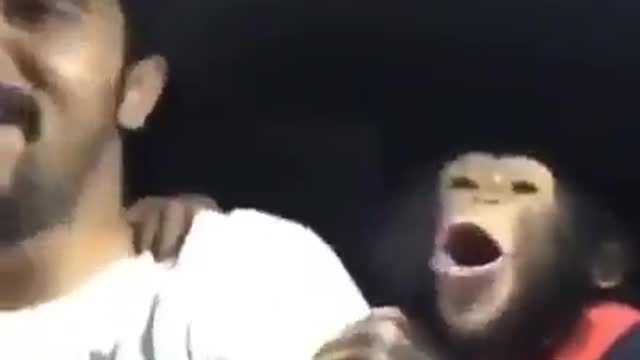Hear what the monkey says to a friend who won't stop laughing, hahaha