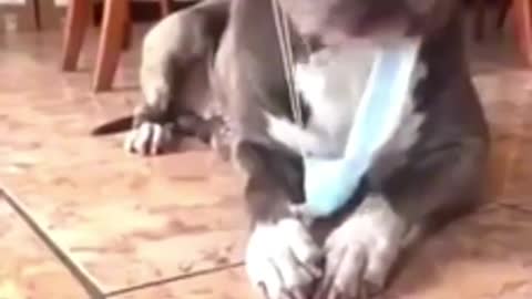 O melhor compilado de Animais Fofos e Engraçados de funny animals compilation