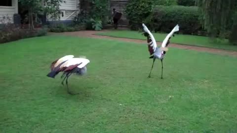 Crane national bird video 2022