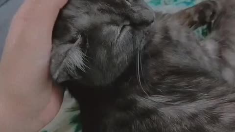 Cute cat video funny cats videos ❤️ her name is muffin❤️