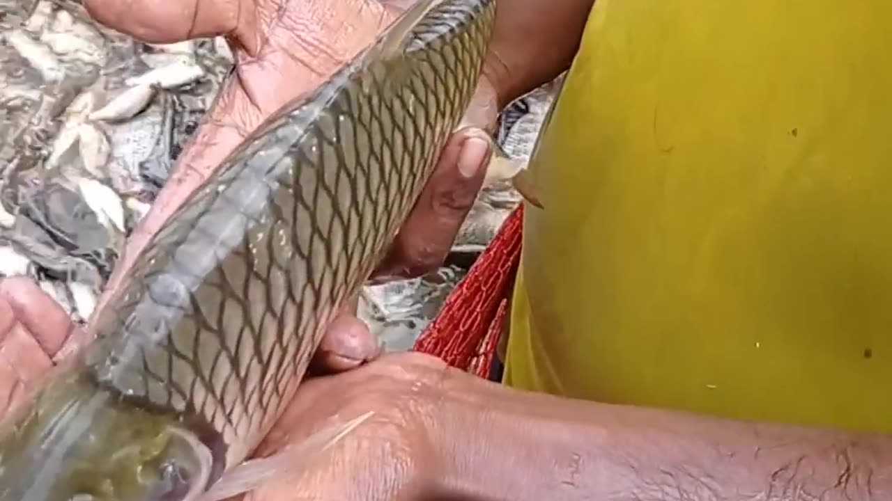 Fish