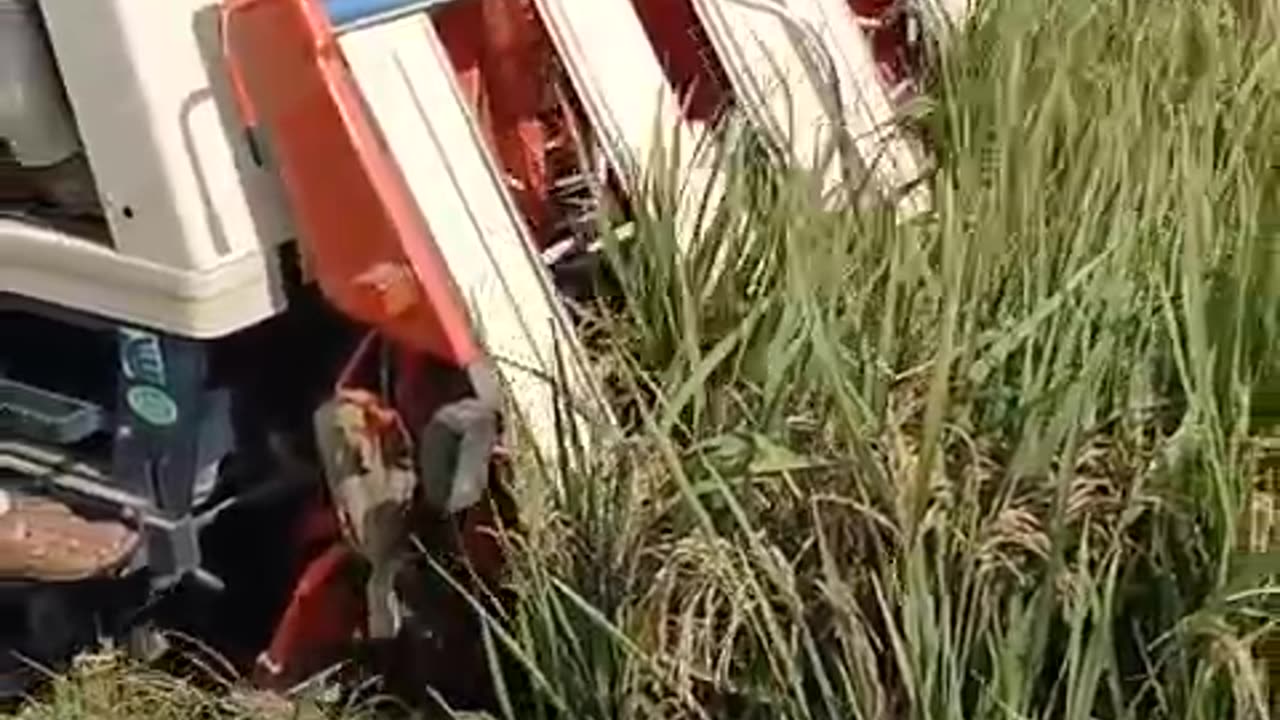 Cutting grass
