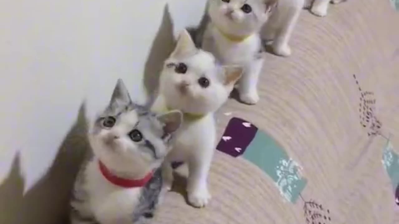 Kitty & Friends | Cute Kitten | The Most Perfect Friendship