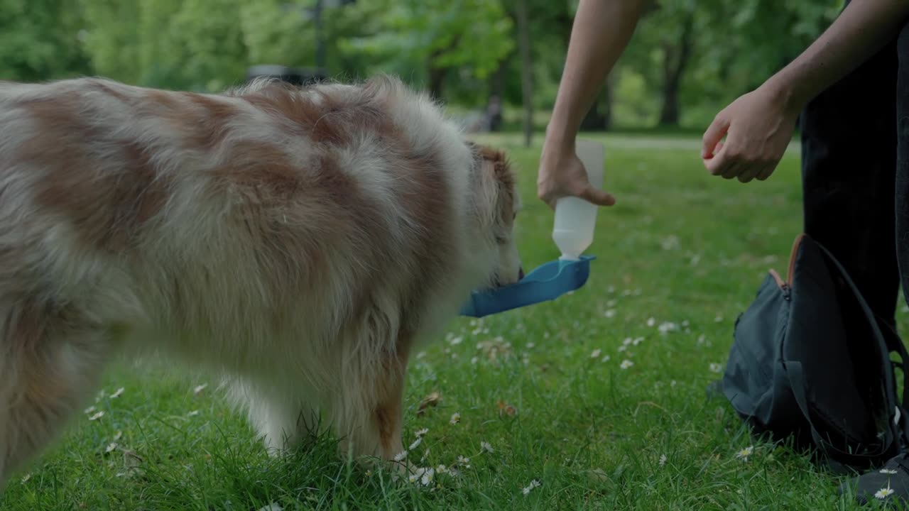 A dog drinks water