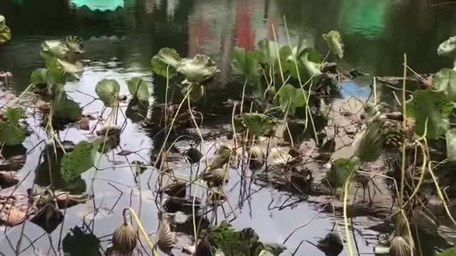 Lotus and weeping willows on the river