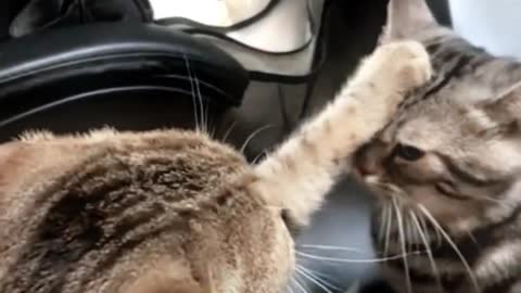 Funny cats