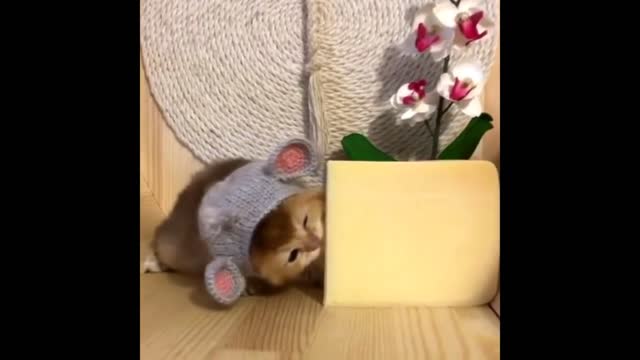 Cute Baby Animals