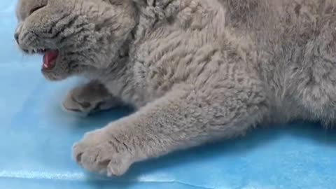 Cat vaccin