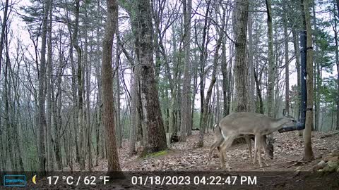 The Woods – 01/19/2023
