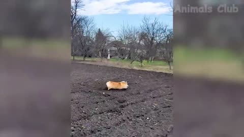Best Funny Animals Videos - Cute Cats😹 and Crazy Dogs🐶 Videos 2022 Compilation! #3