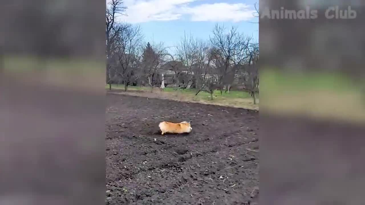 Best Funny Animals Videos - Cute Cats😹 and Crazy Dogs🐶 Videos 2022 Compilation! #3