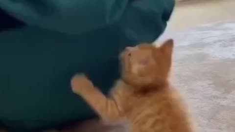 #cat #animal #funnyvideo #makejoke #comedy #animation #cartoon #viral #Entertainment