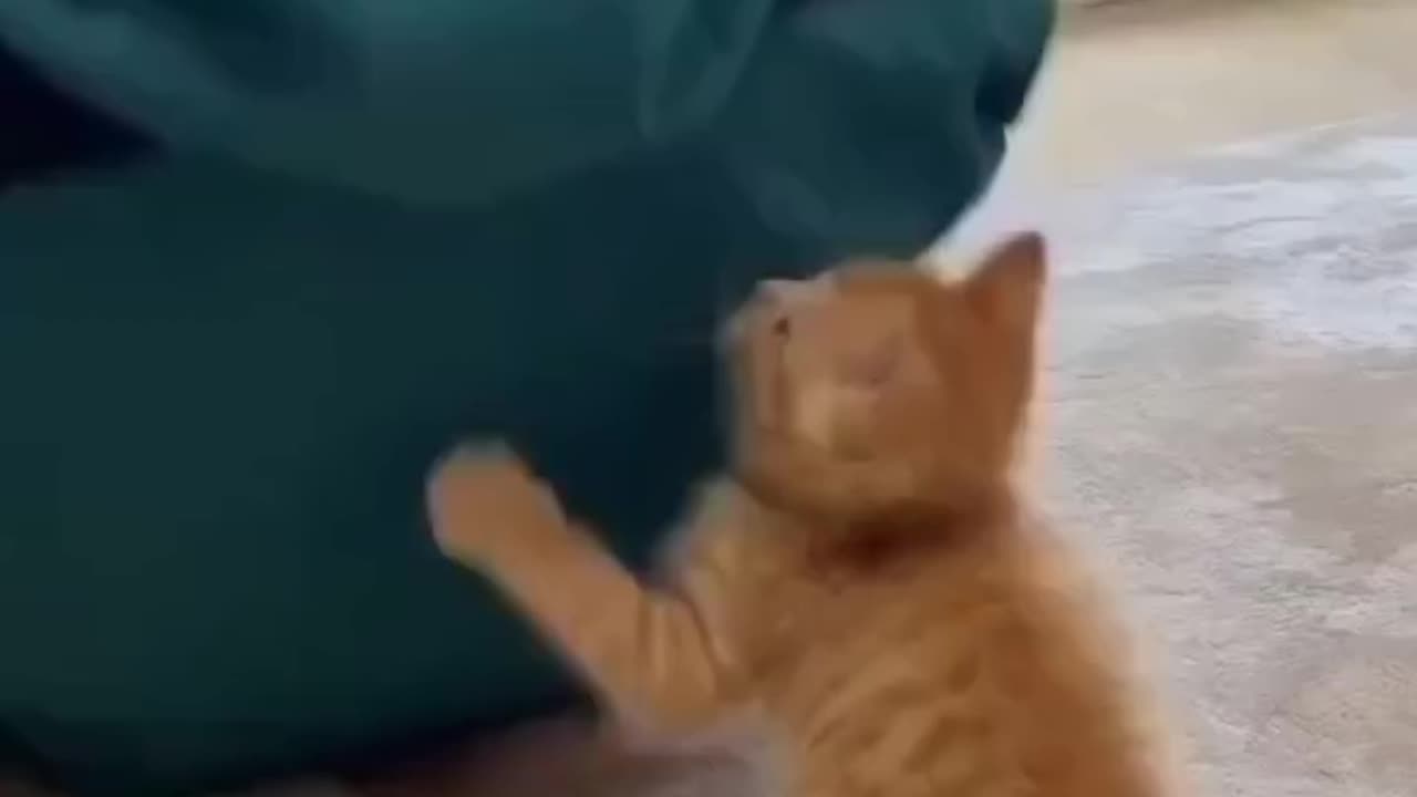 #cat #animal #funnyvideo #makejoke #comedy #animation #cartoon #viral #Entertainment