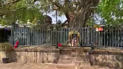 త్రిఫల వృక్షం- శ్రీశైల దేవస్థానం