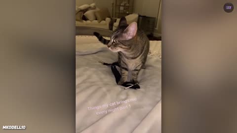 The most insane moments you will ever see!😱😱