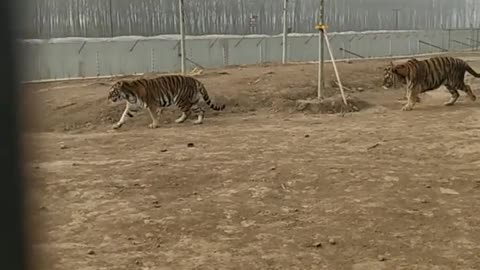 Tiger sister