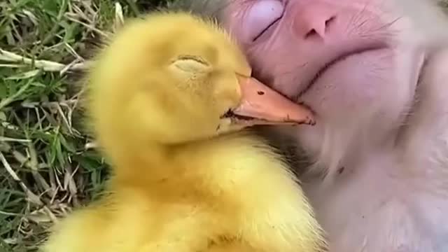 Animal love