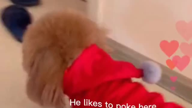Like a child heard the request to visit the door