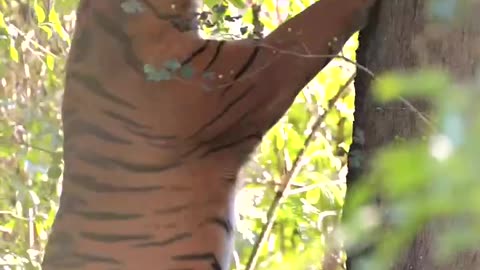 International tigers day 2