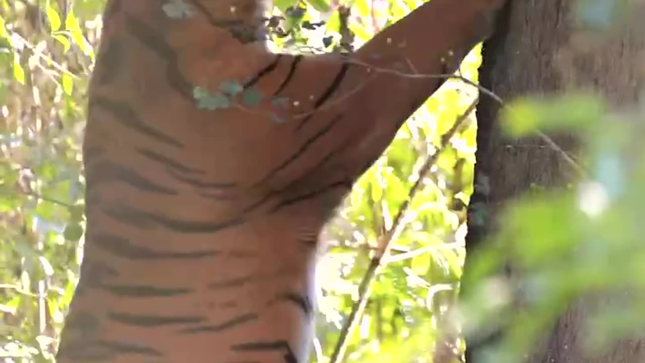 International tigers day 2