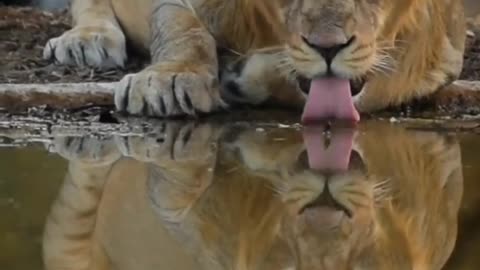 Wildlife in closer view with a natural perspective.
