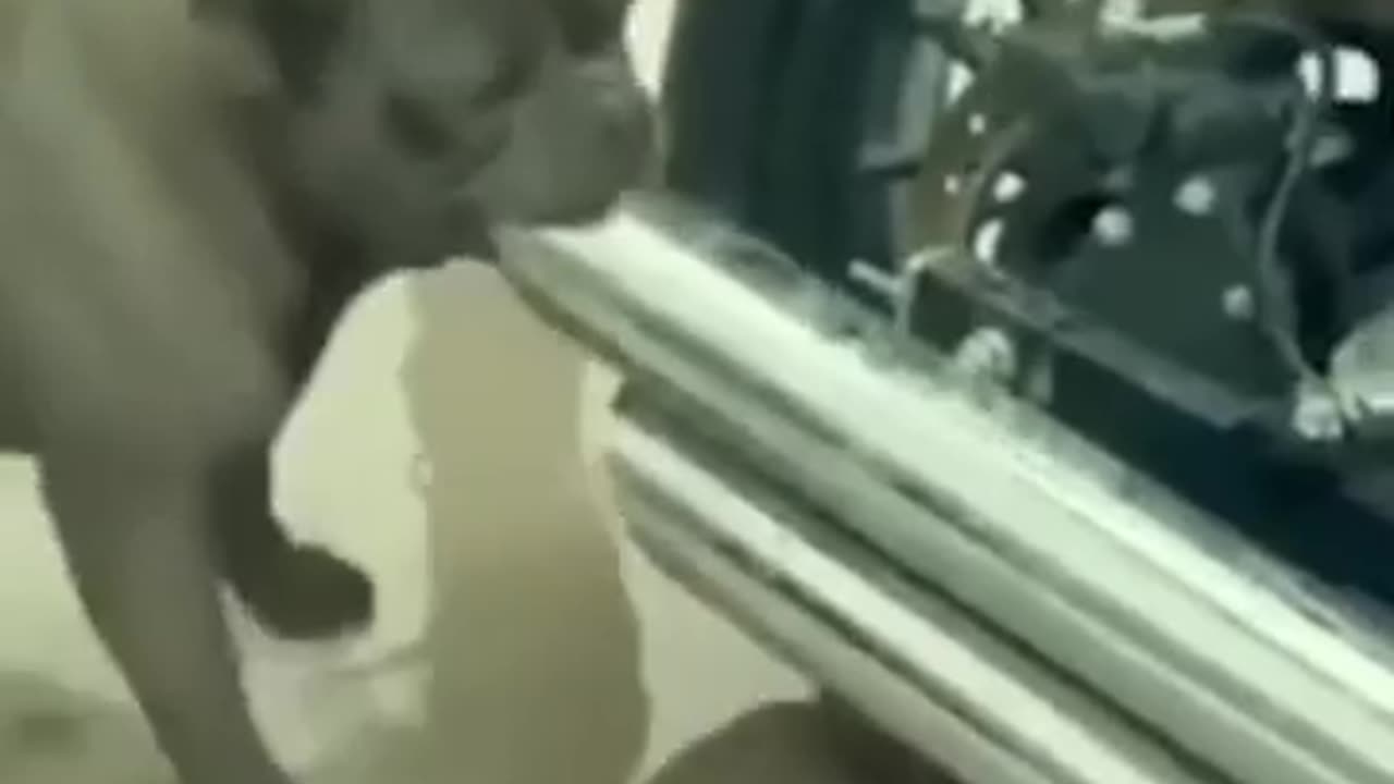 THE BULLY COVERS MOTORCYCLE EXHAUST WITH ITS MOUTHπππ