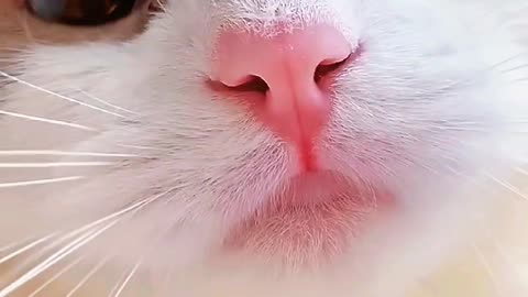 Cute cat is watching you