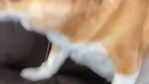Hilarious Pets 2023