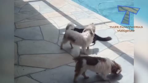 Funny Cat Fighting With A Dog