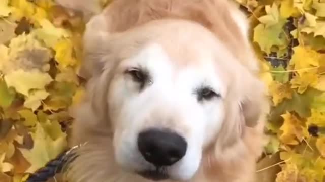 HAPPY DOG TIKTOK