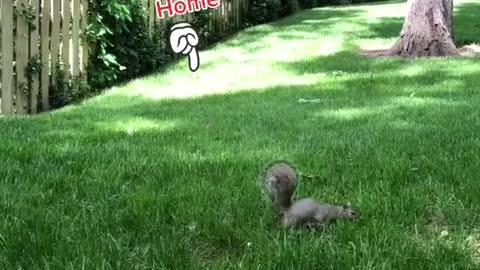My sweet Boris with a special appearance from Mr Squirrel and SpongeBob coming out of his hole
